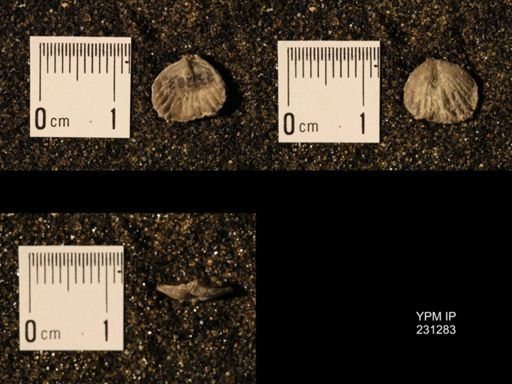 Wellerella osagensis