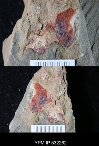 undet. Porifera