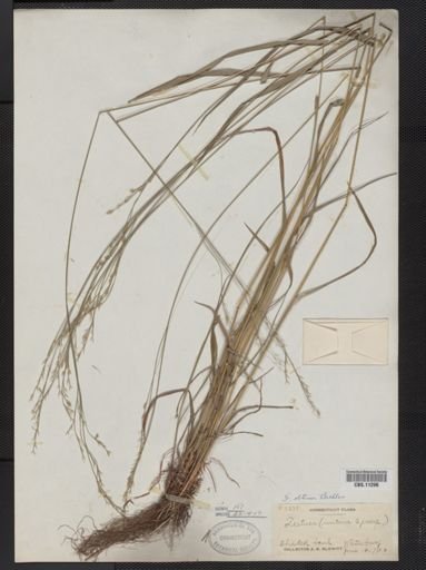 Festuca subverticillata