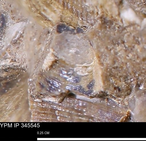 Limopsis striatopunctatus
