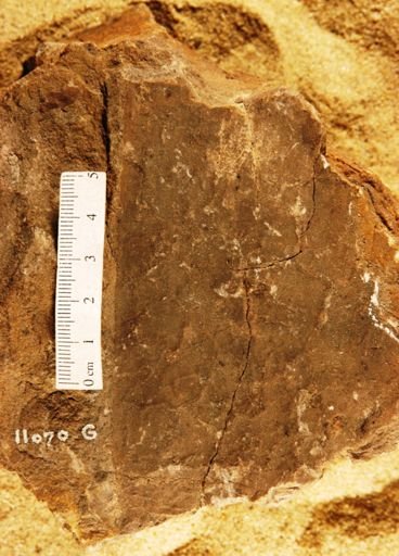 Musaphyllum tenuinervis