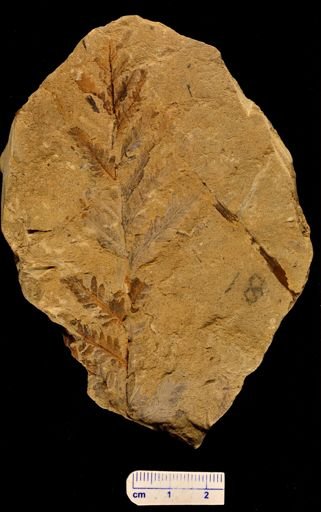 Pecopteris browniana