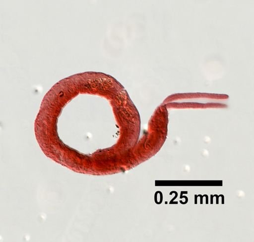 Protodrilus