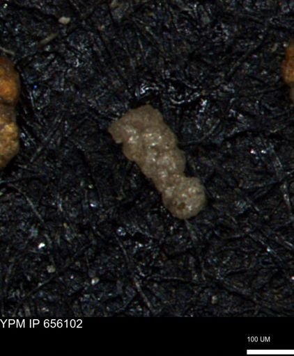 Ammobaculoides whitneyi