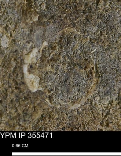 Mollusca