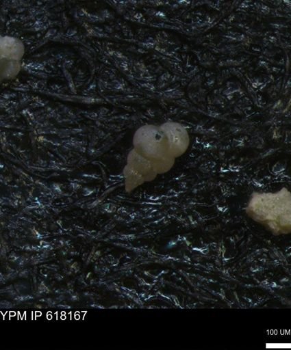 undet. Heterohelicidae