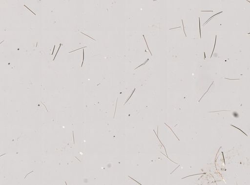 Raspailiidae