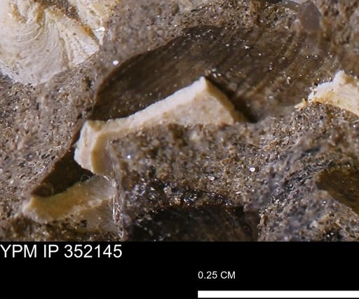 undet. Bivalvia