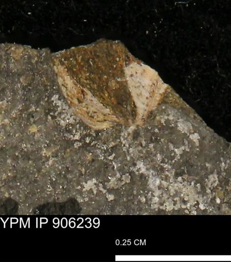 undet. Bivalvia
