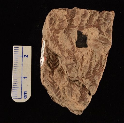Cladophlebis sp.
