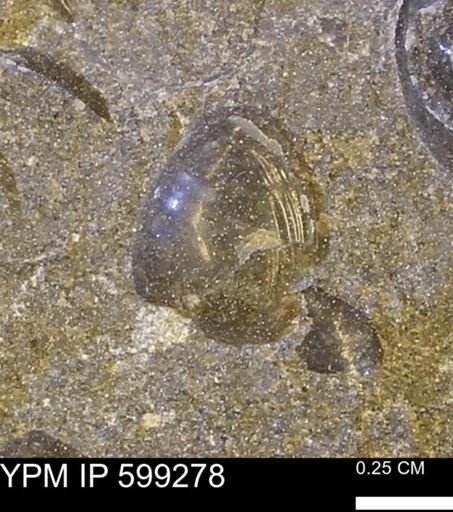 Protocardia subquadrata