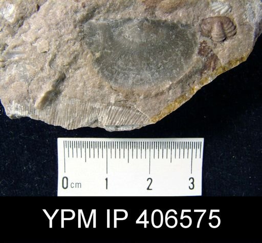 Strophonella continens