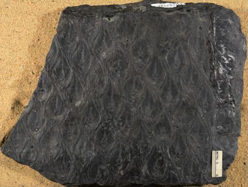 Lepidodendron sp.