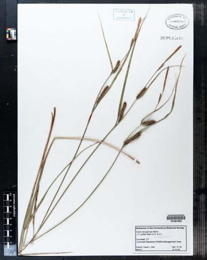 Carex lanuginosa