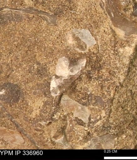undet. Mollusca