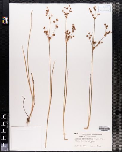 Juncus brevicaudatus