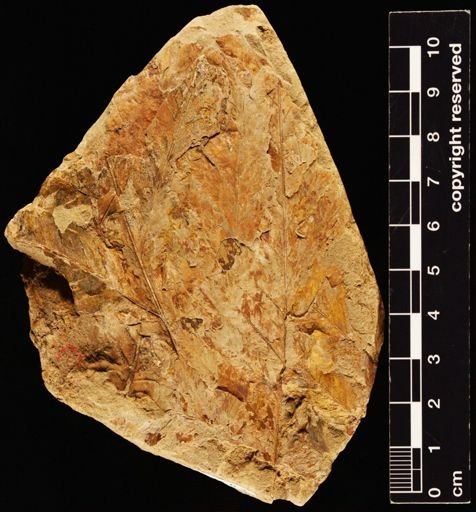 Sphenopteris lakesii