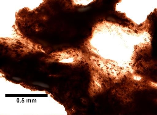 Ianthella sp.