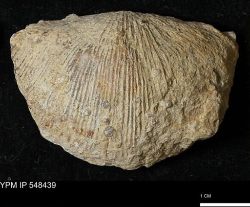 Stropheodonta kemperi