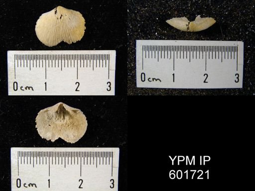 Doleroides sp.