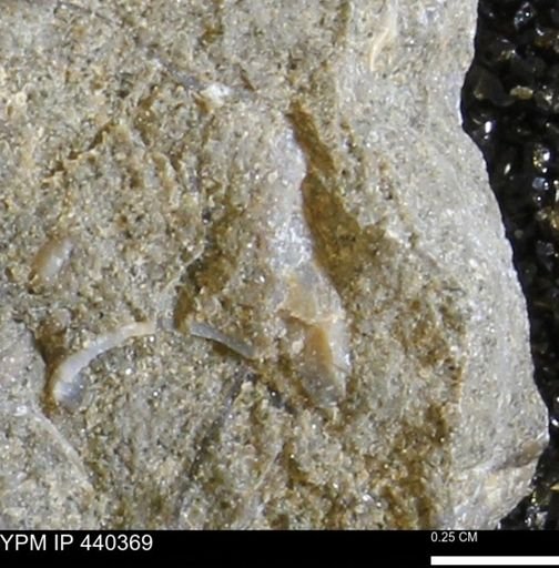 undet. Bivalvia