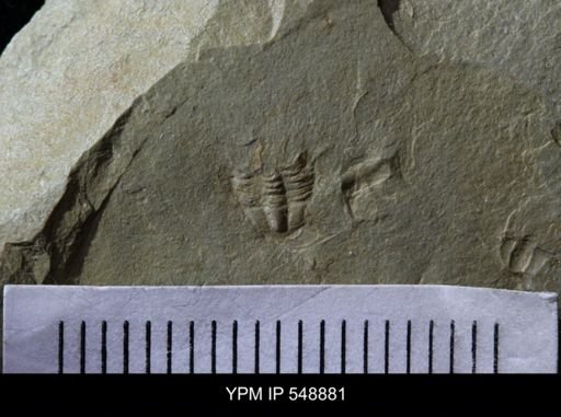 undet. Ptychopariida