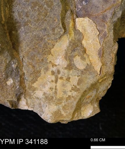 undet. Mollusca