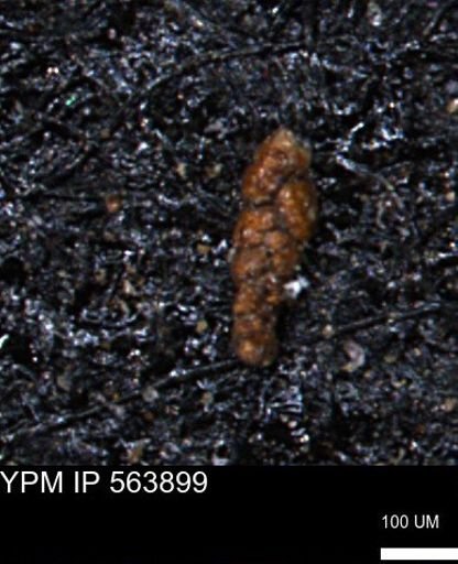 Ammobaculoides phaulus