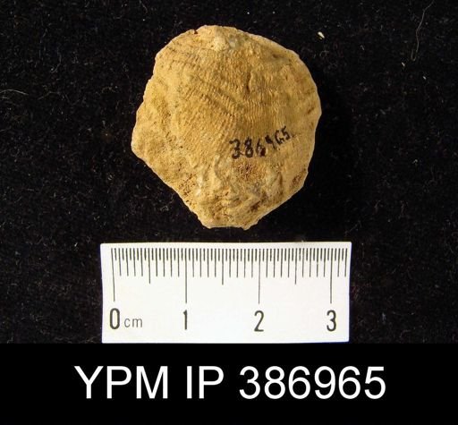 Leptaena rhomboidalis