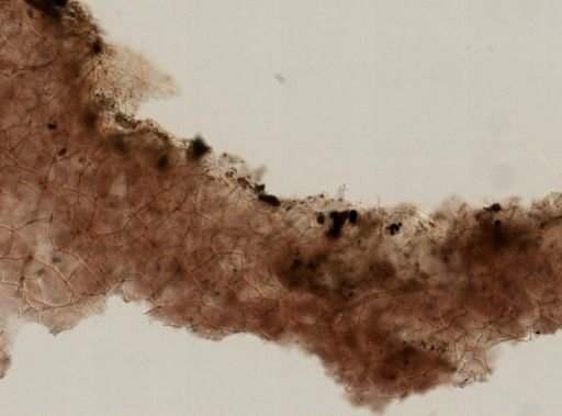 Hippospongia lachne