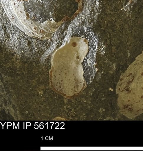 Limopsis sp.