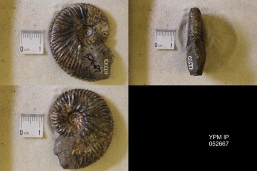 Hoploscaphites comprimus