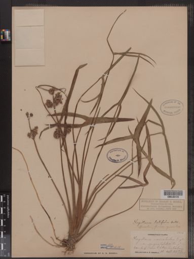 Sagittaria variabilis