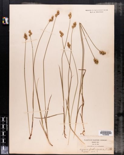 Carex festucacea