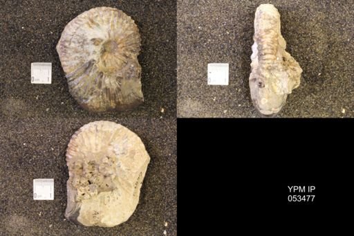 Jeletzkytes nebrascensis?