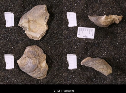 Ostrea glabra wyomingensis