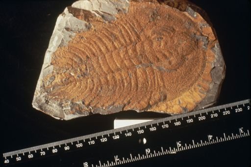 Olenellus sp.