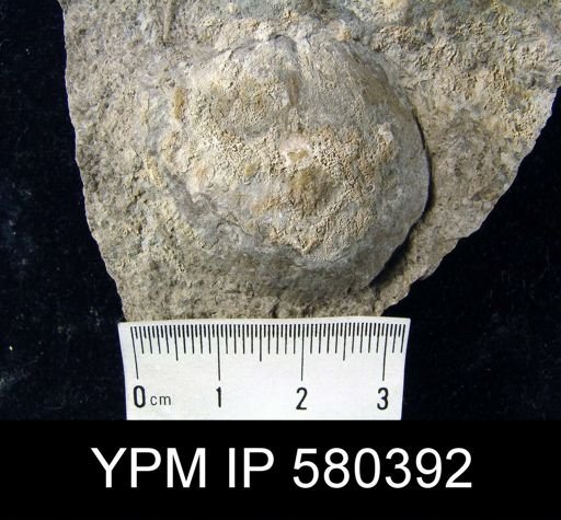 Strophodonta?