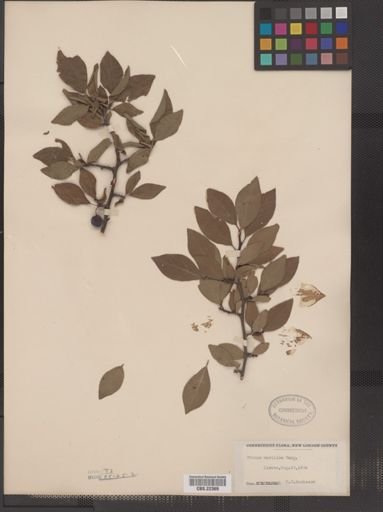 Prunus maritima