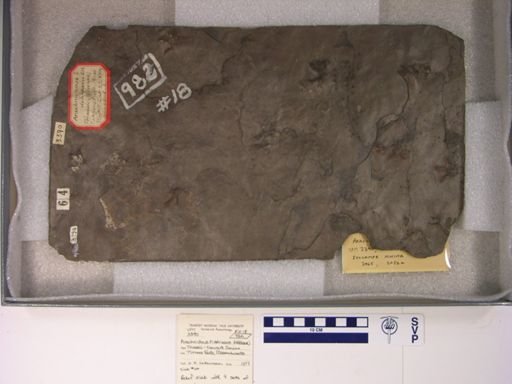 Arachichnus dehiscens