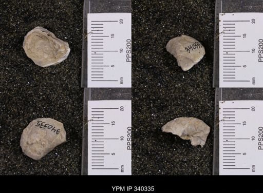 Gryphaea marcoui