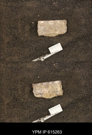 Baculites sp.
