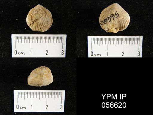 Uncinulus sp.