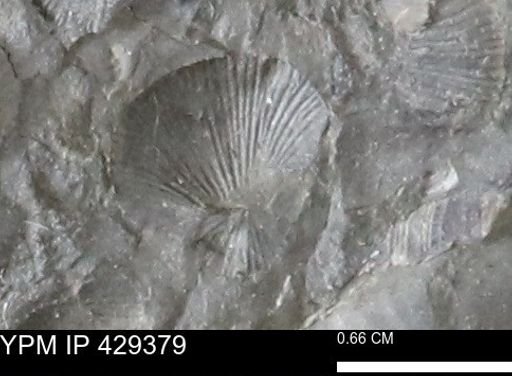 Devonochonetes scitulus
