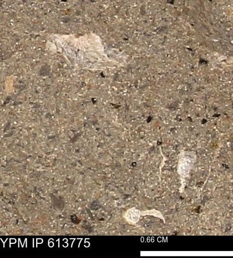 Scaphites sp.