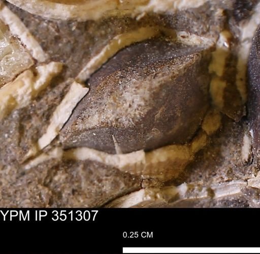 Parallelodon (Cosmetodon) sp.