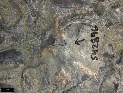 Aplocoma damesii