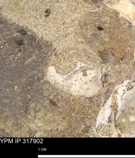 undet. Mollusca