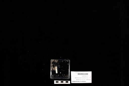 Lepidophyma flavimaculatum