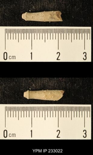 Archaeocidaris sp.